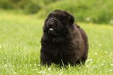 CHOW CHOW 564